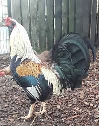 Петух ирландской бойцовой породы - единственной, которая была известна в Ирландии до Нового времени