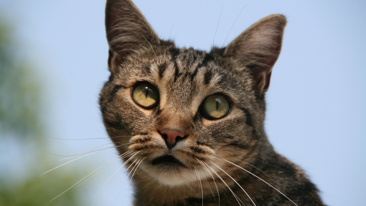 Фото с сайта: https://www.zastavki.com/eng/Animals/Cats/wallpaper-92241-23.htm