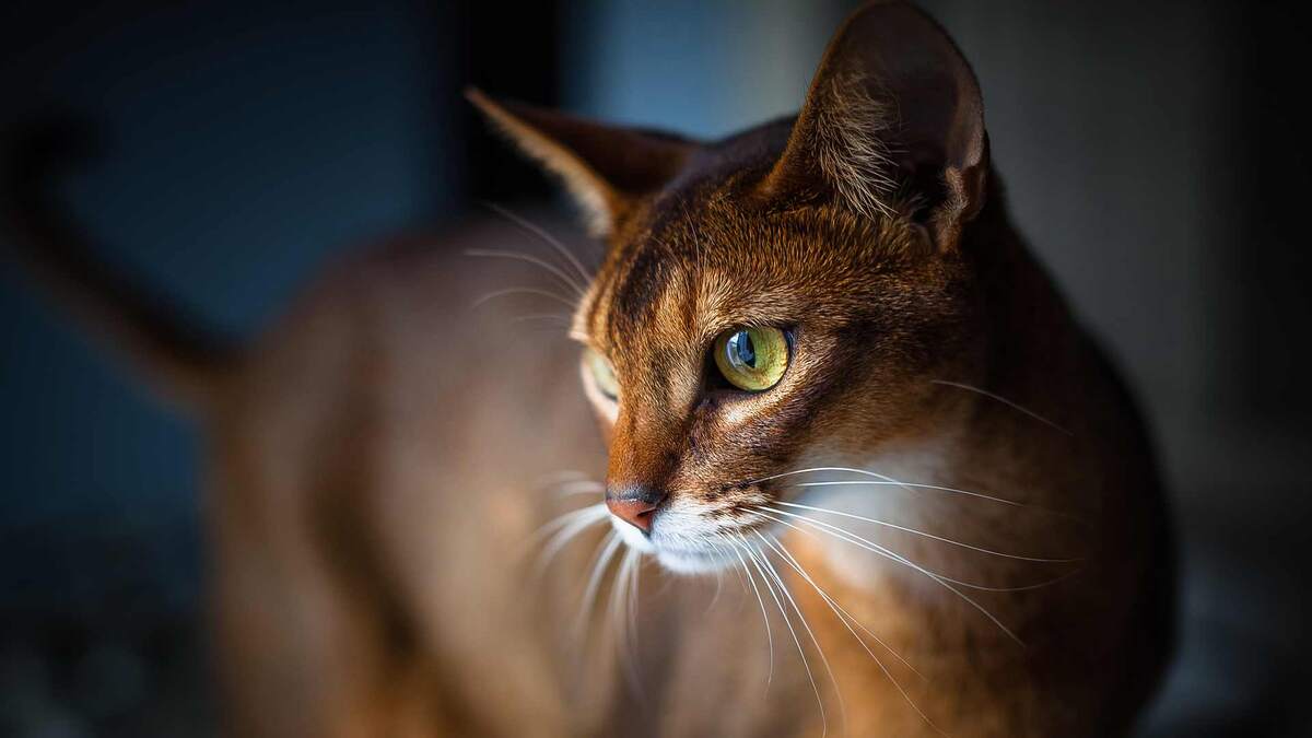 Фото с сайта: https://newsru.cgtn.com/news/3d3d414e66427a4e7a457a6333566d54/p.html