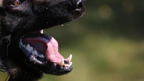    © Sputnik / Тамара Беляева