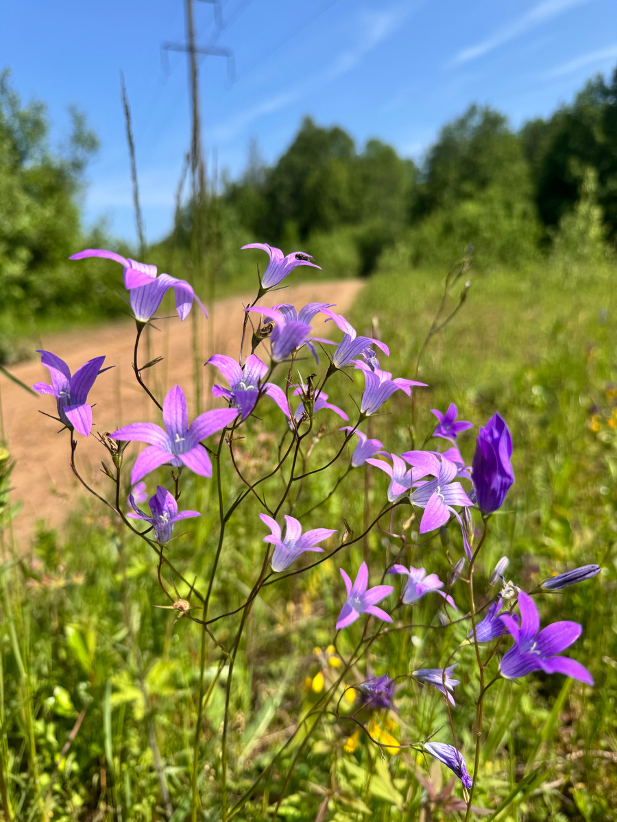 Дзынь, колокольчик