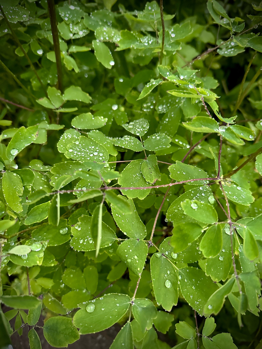 Василистник