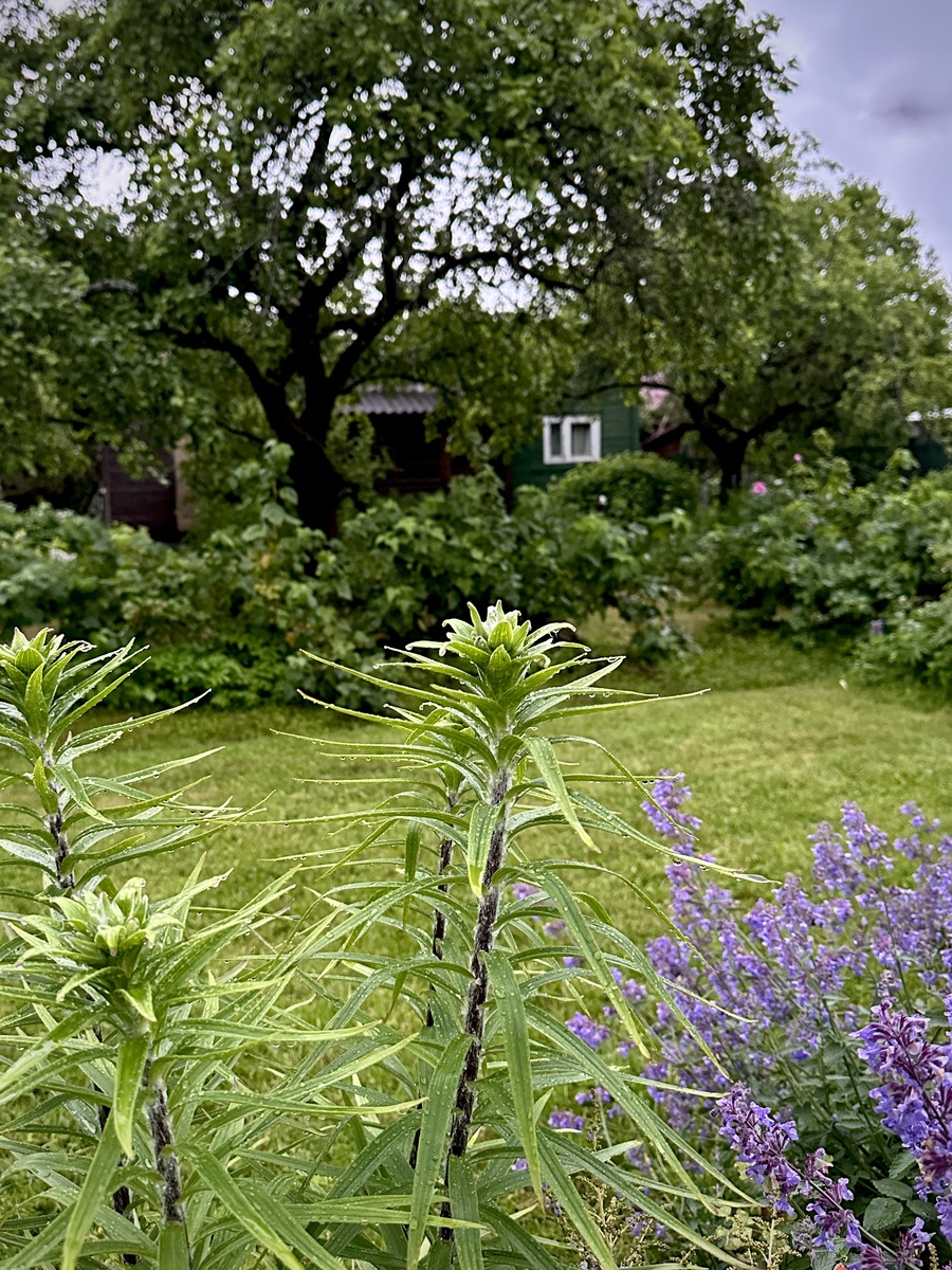 Лилия тигровая оранжевая