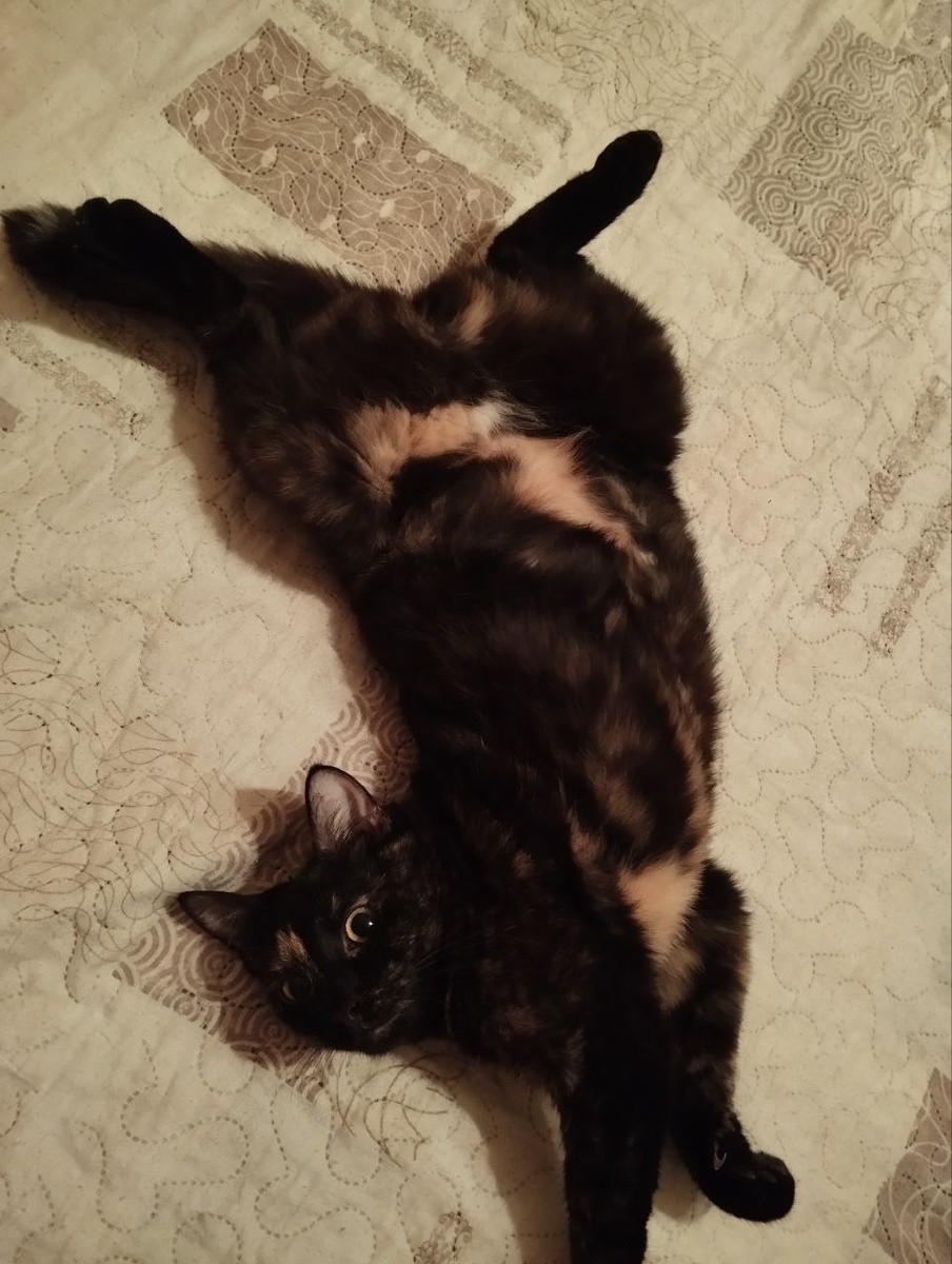 Просто душевная и весёлая кошка