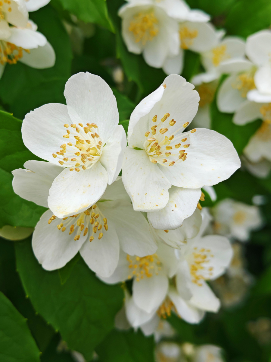 Сфотографировала куст недалеко от дома. Цветы пахнут изумительно
