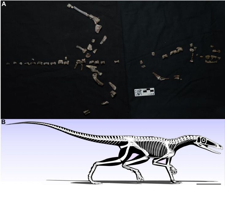 Голотип скелета (сверху)и его реконструкция (снизу).