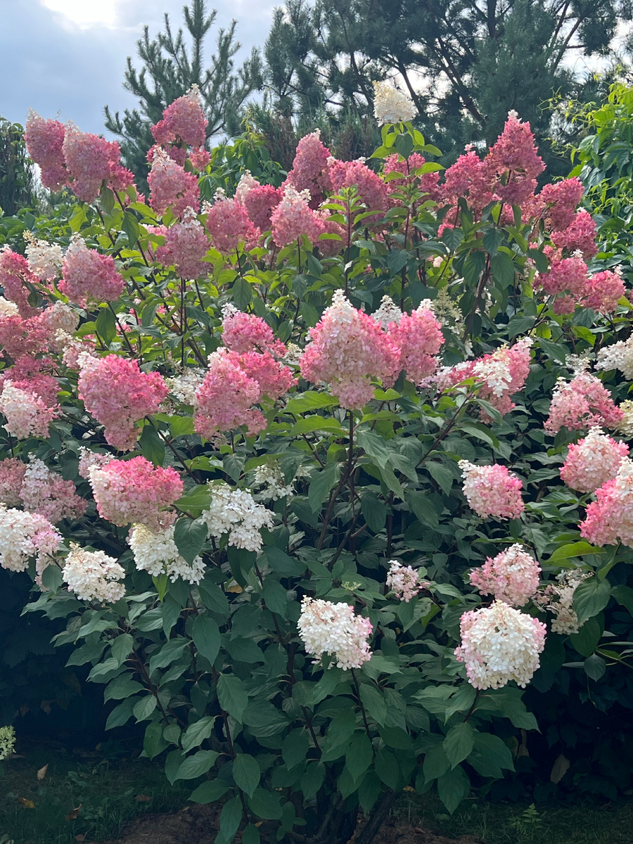 Моя Ванила Фрейз