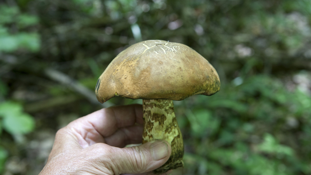    Фото: Nikolay Gyngazov, Николай/Globallookpress