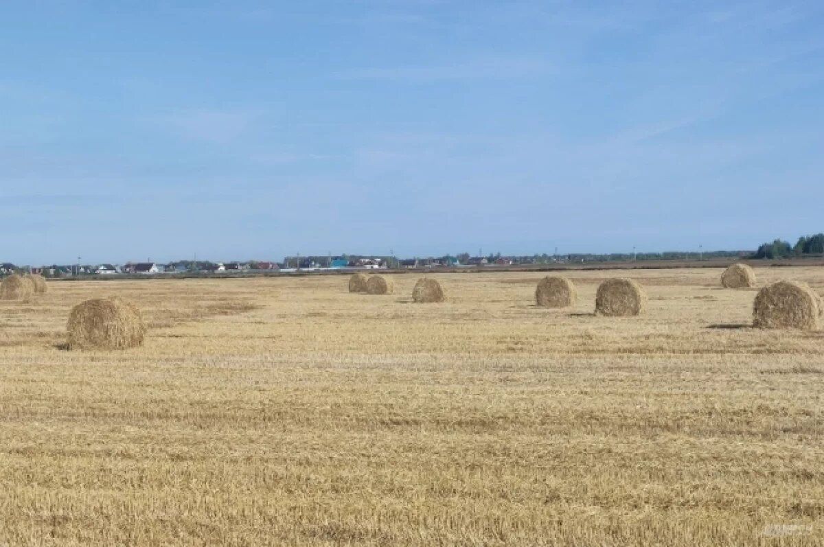    Новосибирцам напомнили о приметах в Самсонов день 10 июля