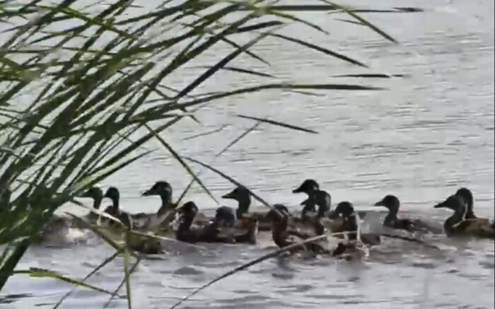    Фото: минприроды РО. Галина Ященко