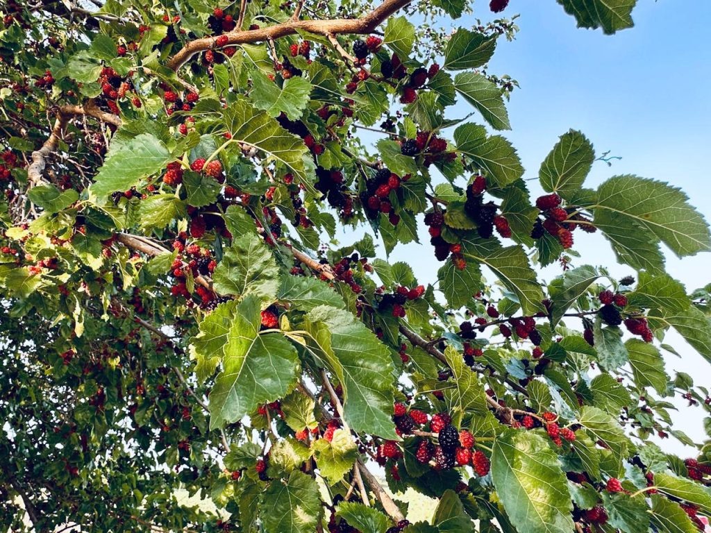   Фото: Н. Манохина. Галина Ященко