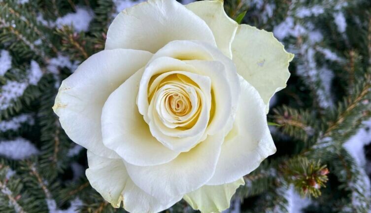     Фото: Ronin on Unsplash