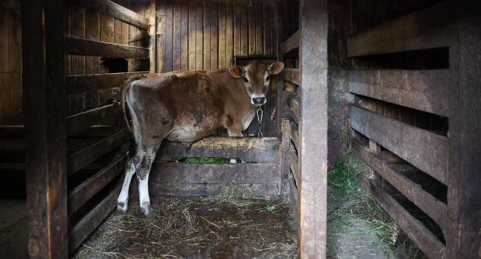    Belkin Alexey/news.ru / www.globallookpress.com