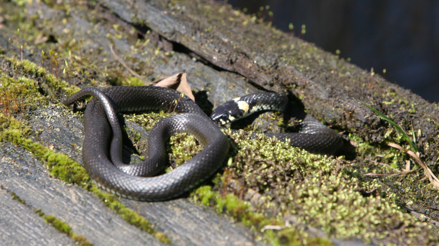    Фото: ИЗВЕСТИЯ/Владимир Суворов