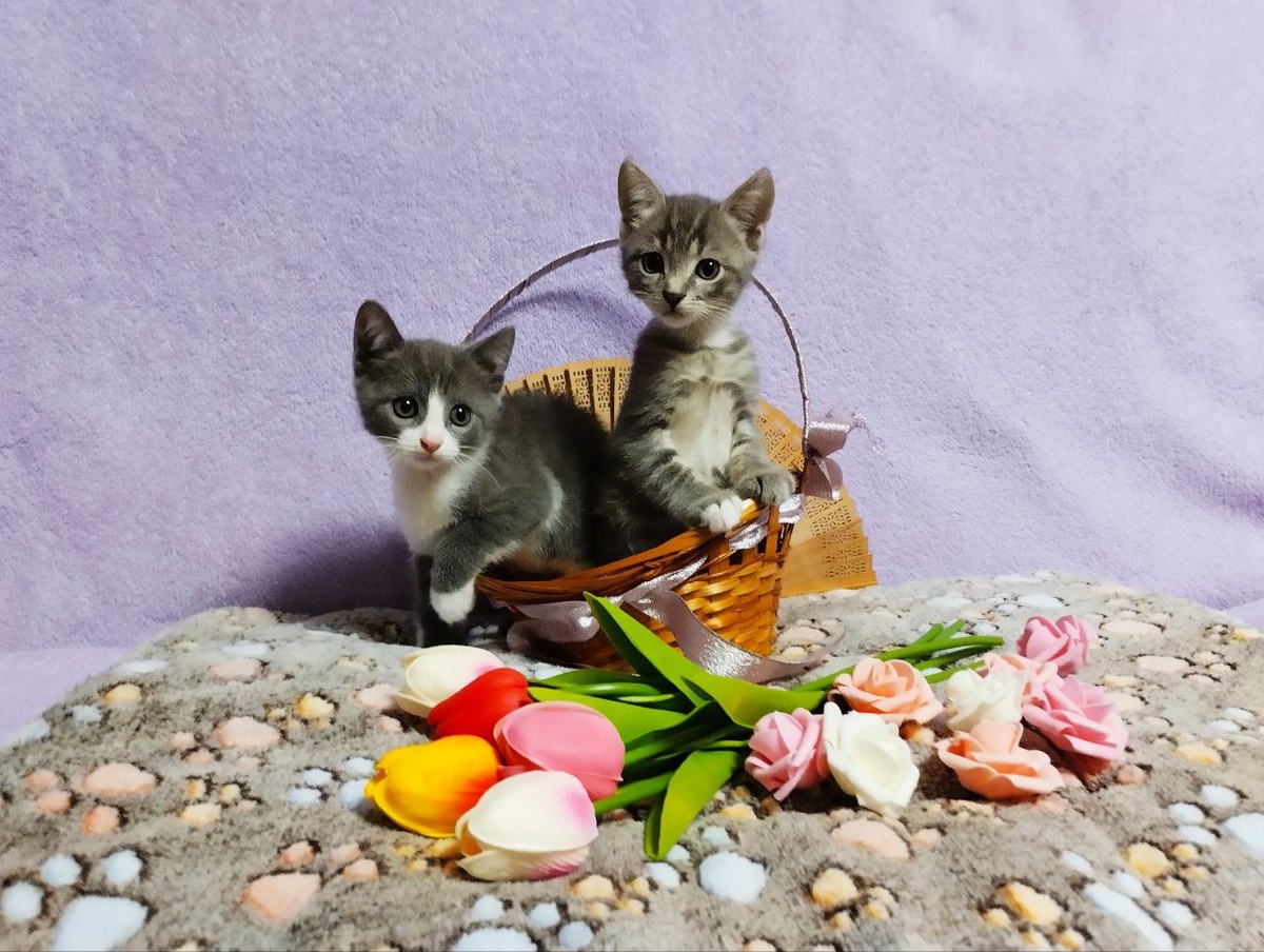 Пеппи и Зефирка