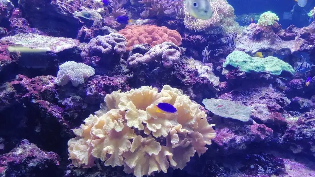    Коллаж Царьграда