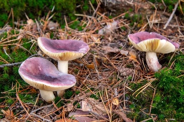    Какие грибы можно есть сырыми?