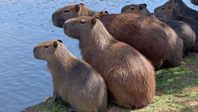      Фото: @jaboticabafotos / freepik.com