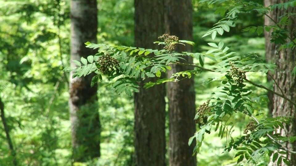    Лес. Деревья. Источник: "Толк"