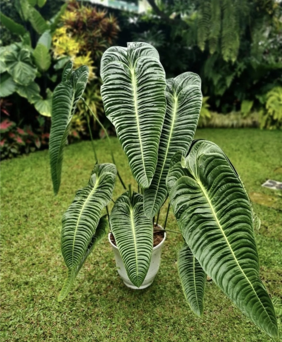 Антуриум Вейтчи взрослое растение (фото интернет)