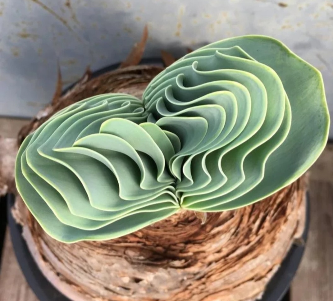 Фото из свободного источника 