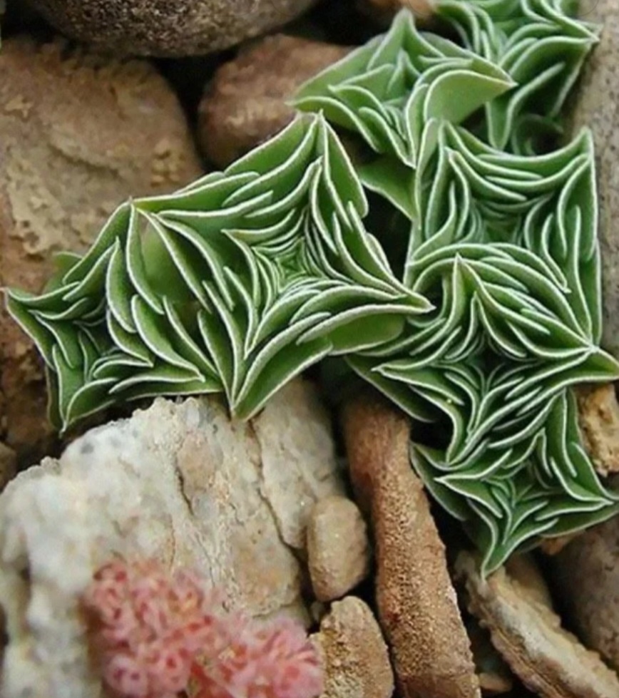 Фото из свободного источника 