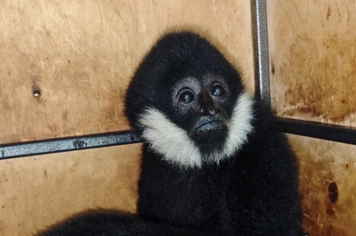    Гиббону Билли из барнаульского зоопарка привезли невесту Бинти