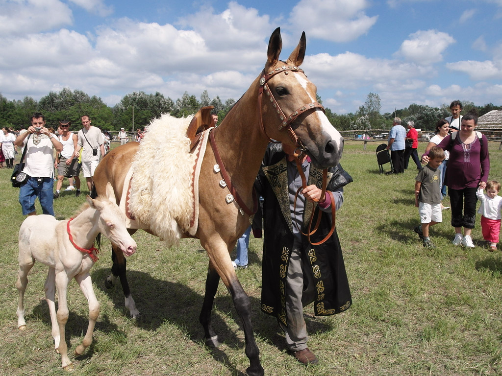 Мадьярские лошади на национальном празднике.