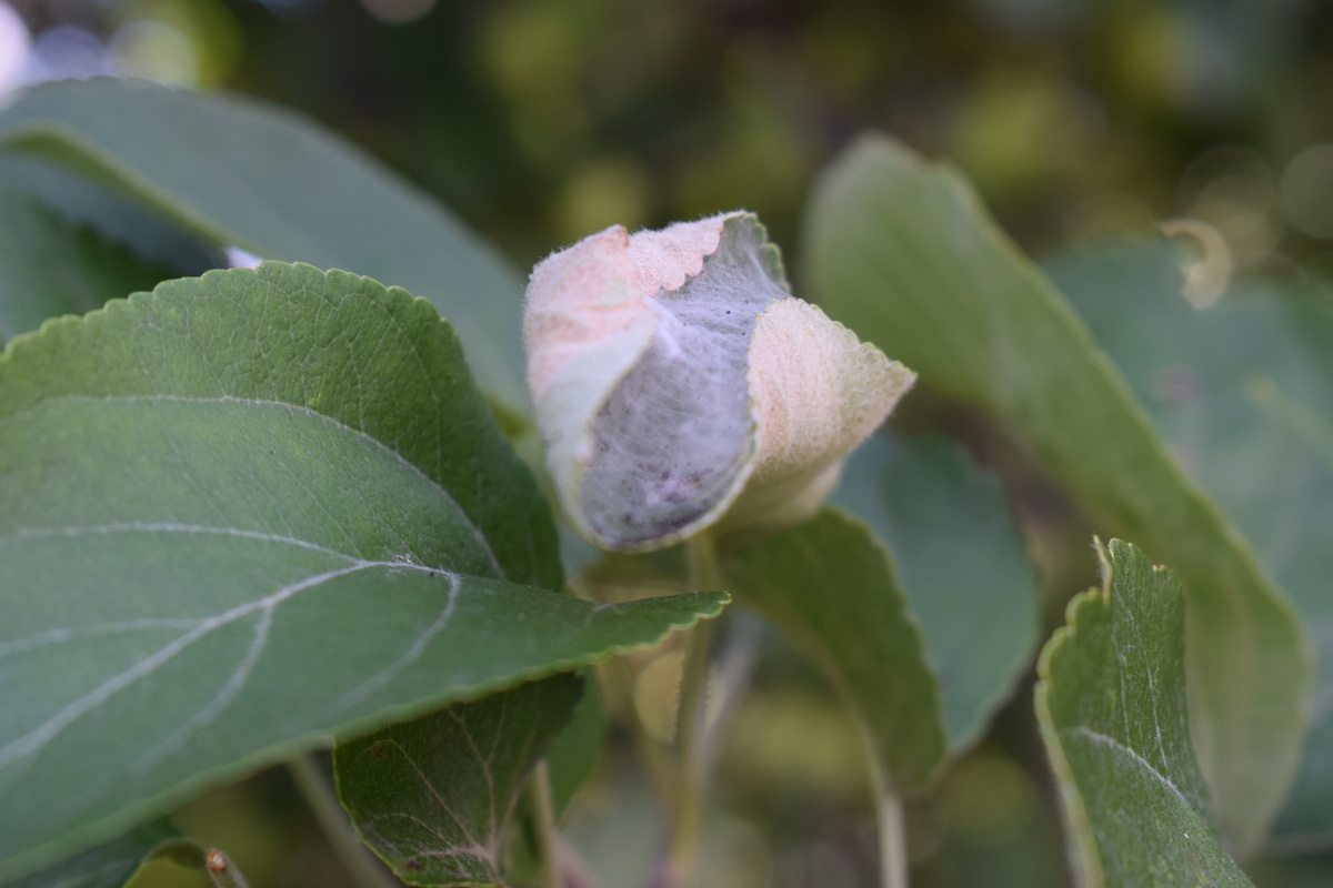 это гнезда бабочки-боярышницы(фото автора)