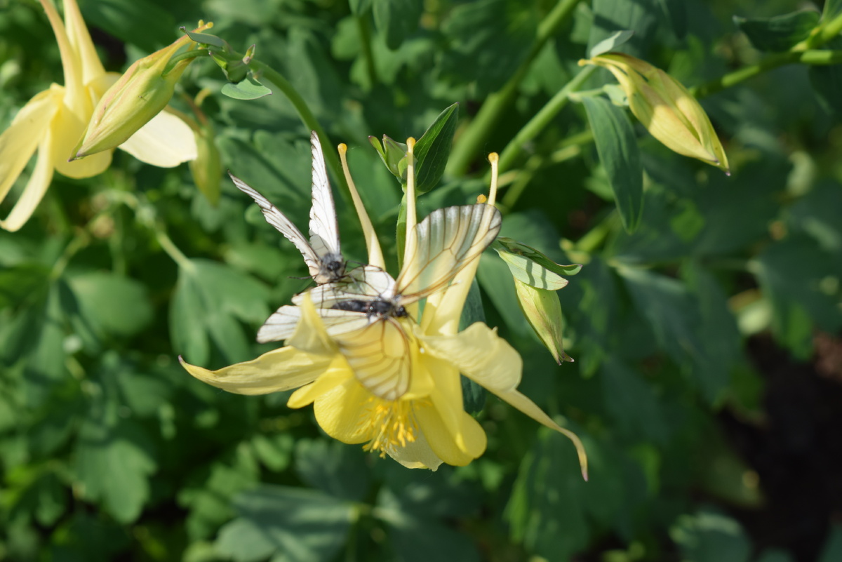 боярышница(фото автора)