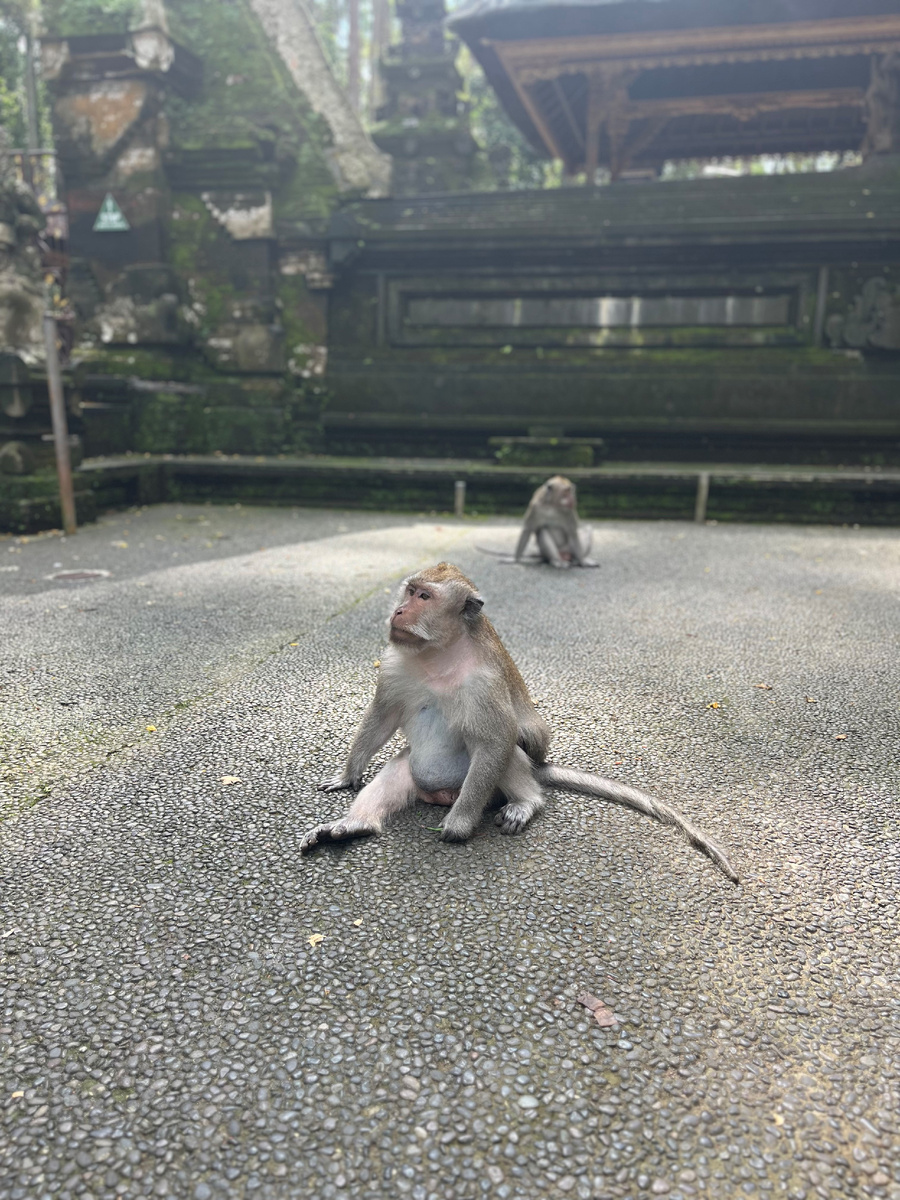 Фото обезьяны в лесу Сангех