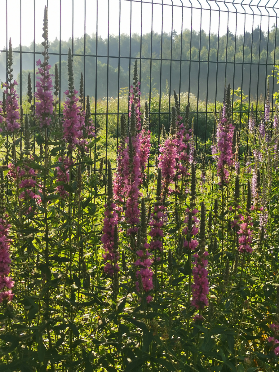 Дербенник иволистный Розоый Жемчуг