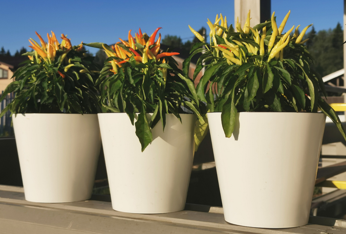 Перец декоративный Медуза