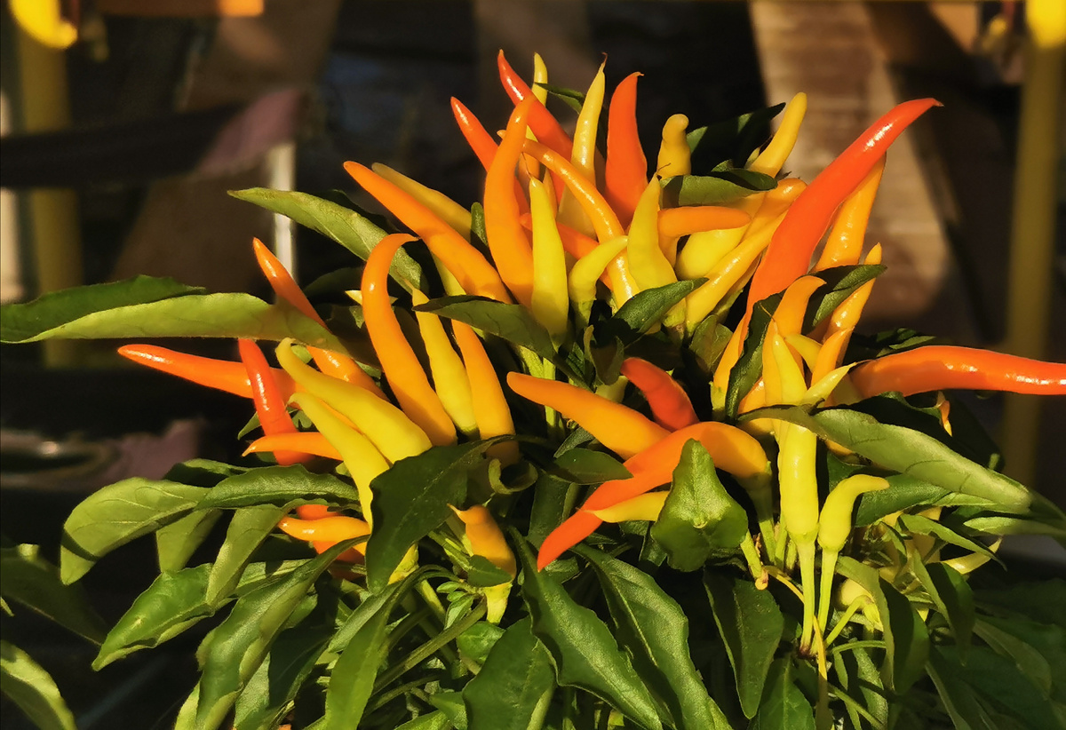 Перец декоративный Медуза