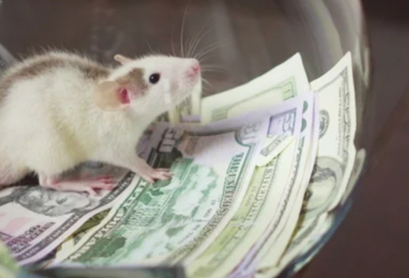 Крысиные бега