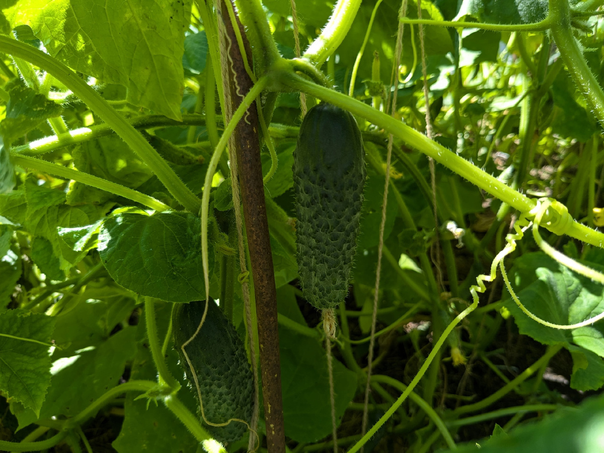 Огурцы "пошли"