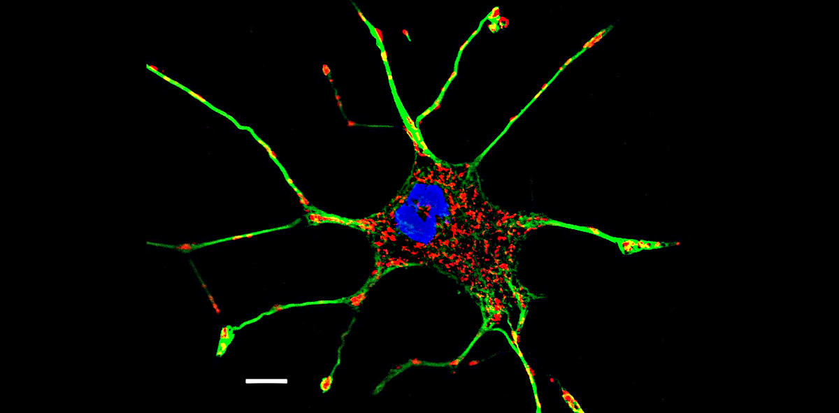 Клетка клеточной линии PC12 крысы. Митохондрии окрашены в красный цвет, ядро – синим