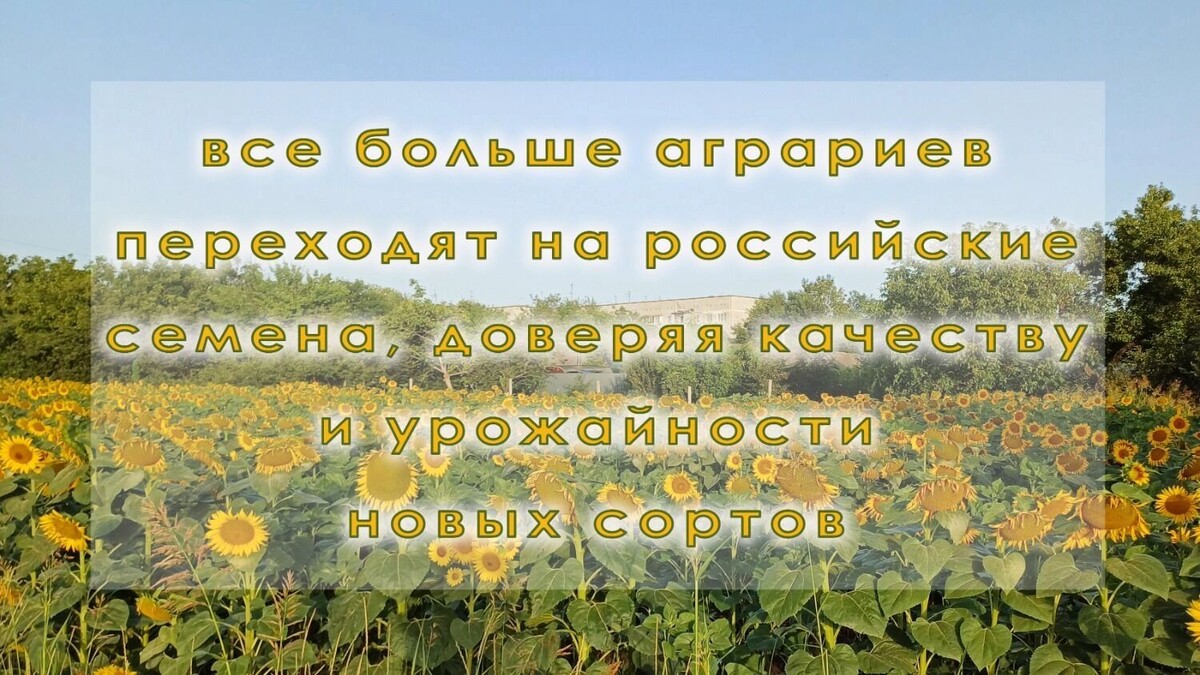     Источник: kubanpress.ru