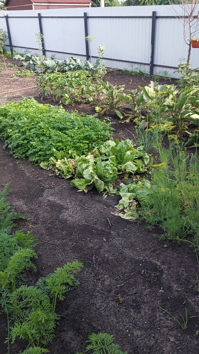 Пышная петрушка. Укроп и салат Айсберг почти весь срезали и переработали