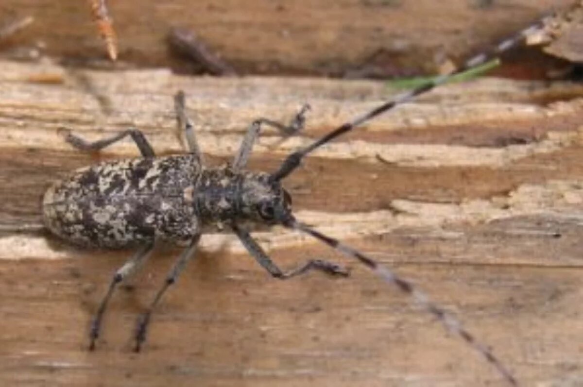    В Хабаровске смертельные усачи и короеды сорвали поставку леса в Китай