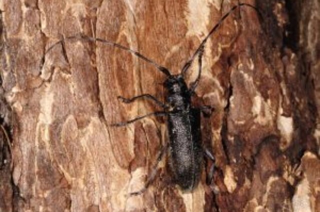    Жук Усач Фото: Приморское межрегиональное управление Россельхознадзора