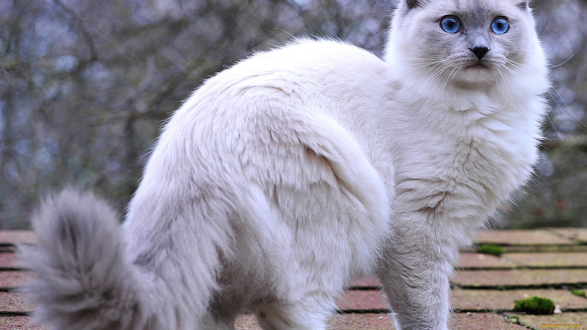 Фото с сайта: https://artfile.me/download/zhivotnye-koty-glaza-pushistyj-hvost-611193/1920x1080