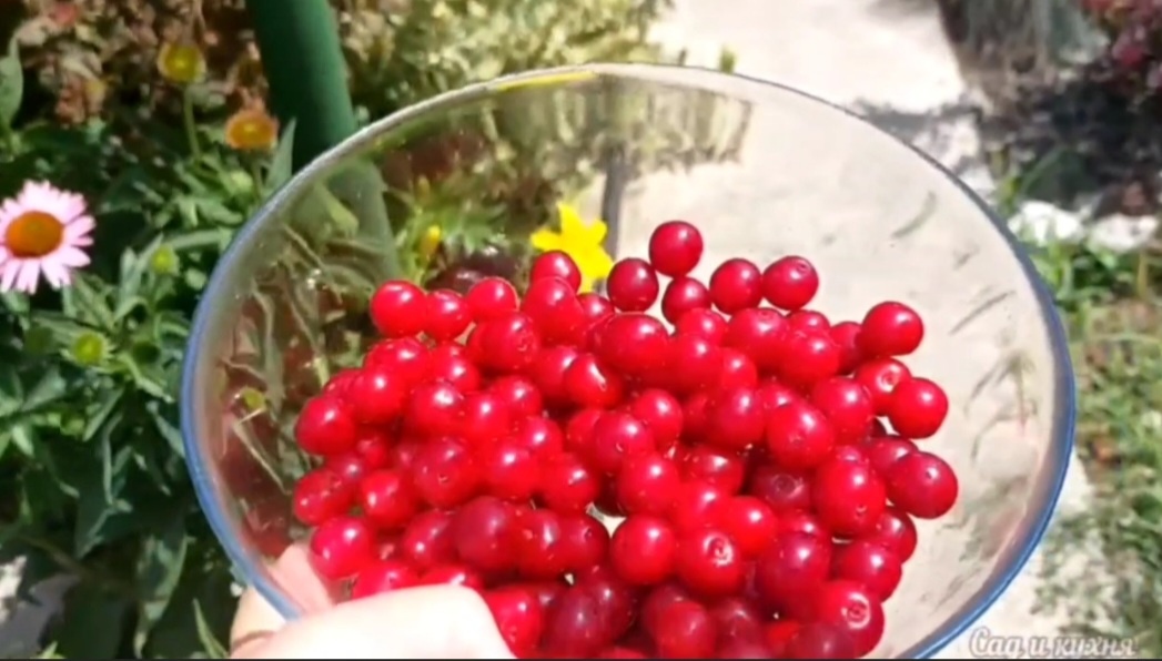 Собрала вишню.