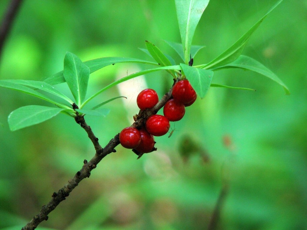 Волчье лыко