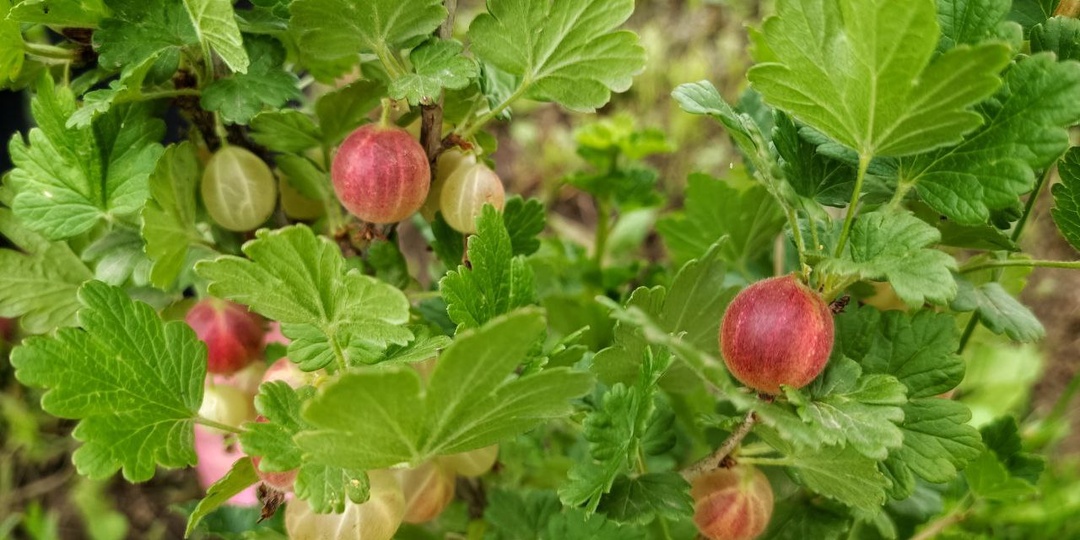 Крыжовник в июле атакует мучнистая роса: что делать прямо сейчас
