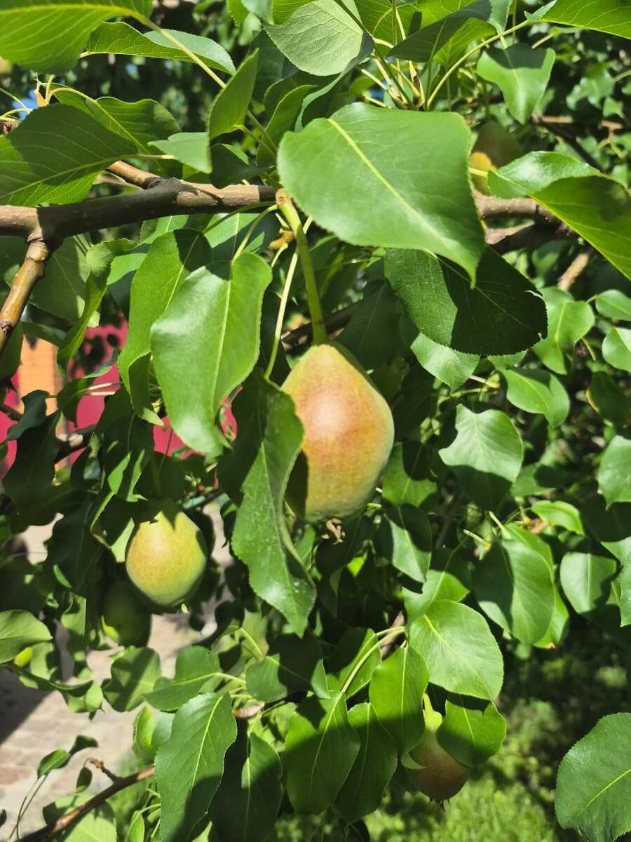 Груша уже румяная, но ей нужно время доспеть.