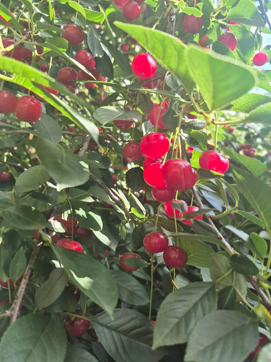 Спелая, вкусная, ароматная вишня.
