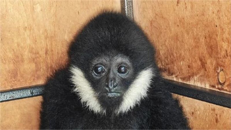     Гиббон Бинти в Барнаульском зоопарке. Барнаульский зоопарк