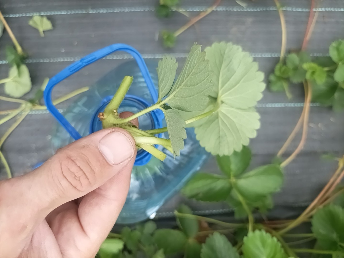 Сбор усов клубники