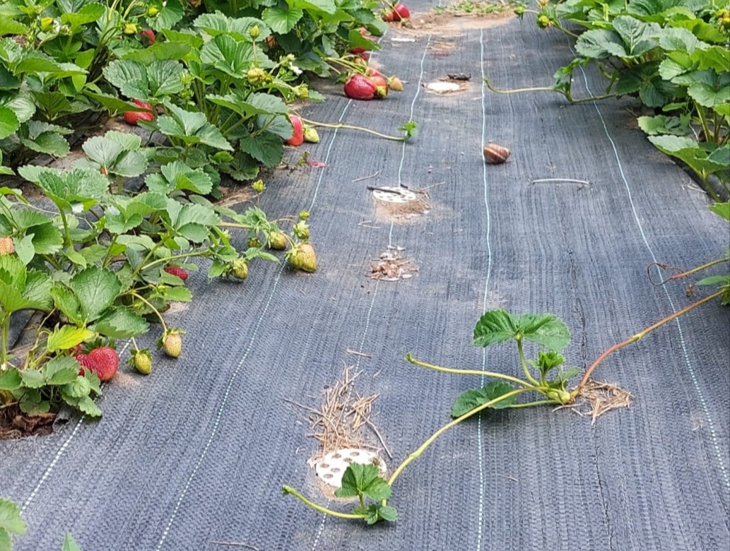 Усы клубники